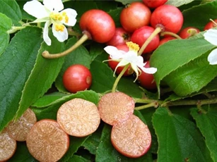 Những công dụng tuyệt hảo của cây trứng cá