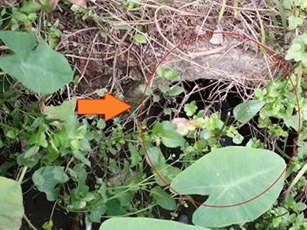 Cty Sữa Elovyi, Cty Gạch Prime chung hệ thống xả thải gây ô nhiễm môi trường?