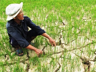 Hỗ trợ 85,1 tỷ cho 6 tỉnh khắc phục hạn hán, xâm nhập mặn