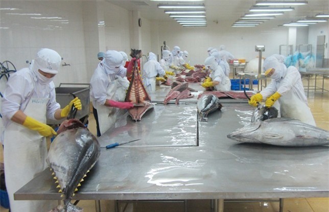 Năm 2015, cá ngừ Việt Nam xuất sang Mỹ đạt 190 triệu USD