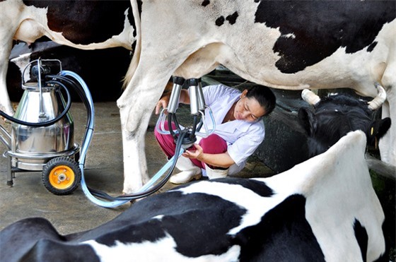 Sẽ có quy chuẩn kỹ thuật quốc gia về sữa tươi nguyên liệu vào tháng 6 tới