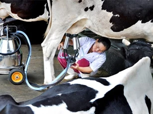 Sẽ có quy chuẩn kỹ thuật quốc gia về sữa tươi nguyên liệu vào tháng 6 tới