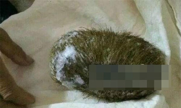 Trung Quốc: Nghi là bảo bối, bỏ tiền tỉ mua mớ lông lợn