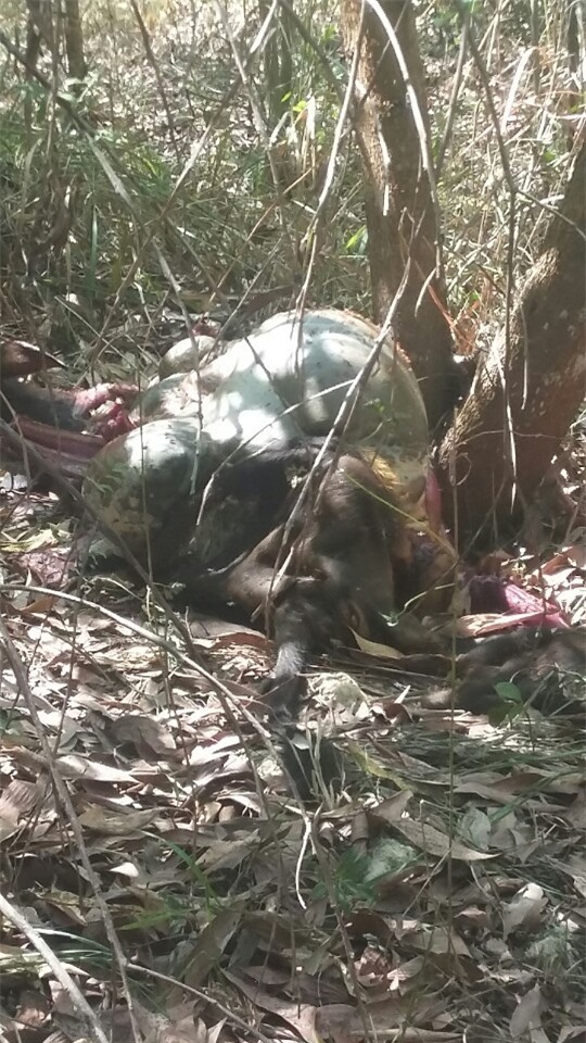 Đồng Nai: Bò tót 200 kg bị bắn chết trong khu bảo tồn