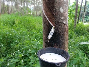 Giá cao su có xu hướng tăng