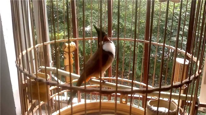 Người trộm chim nhà Giám đốc Sở có thể phải chịu án 7 năm tù