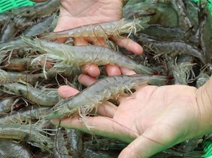 Nguồn cung yếu, giá con Tôm trong nước tăng mạnh