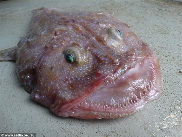 Úc: Phát hiện cá mắt xanh răng nhọn