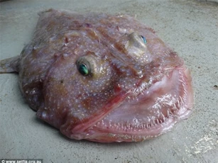 Úc: Phát hiện cá mắt xanh răng nhọn