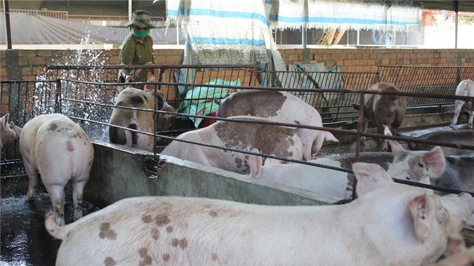 Khống chế chất cấm, 'siết' việc lạm dụng kháng sinh trong chăn nuôi và thủy sản