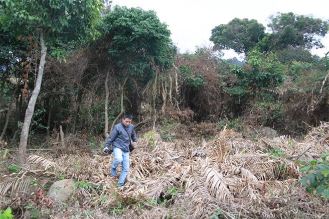 Rừng Sơn Trà bị phá: Cách chức lãnh đạo Hạt kiểm lâm