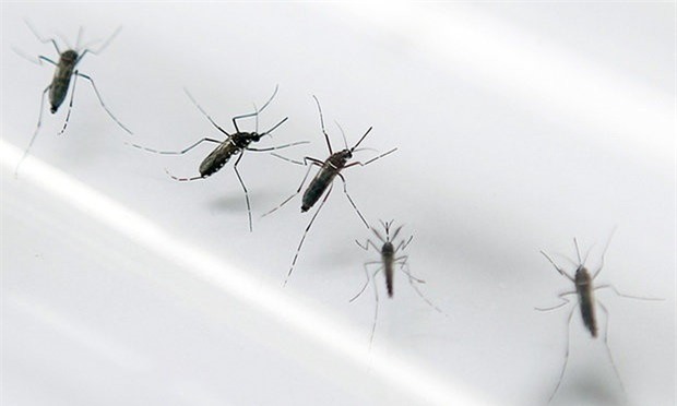 ​Phát hiện ca nhiễm Zika đầu tiên tại Lào