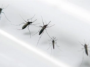 Phát hiện ca nhiễm Zika đầu tiên tại Lào