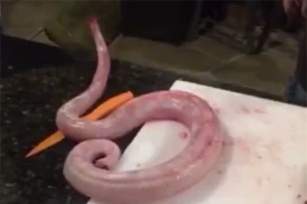 Rắn bị chặt đầu, lột ra vẫn quay ra tấn công đầu bếp