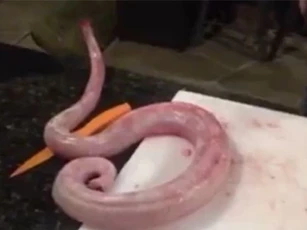 Rắn bị chặt đầu, lột ra vẫn quay ra tấn công đầu bếp