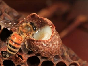 Những loại sâu có khả năng chữa bệnh bất ngờ