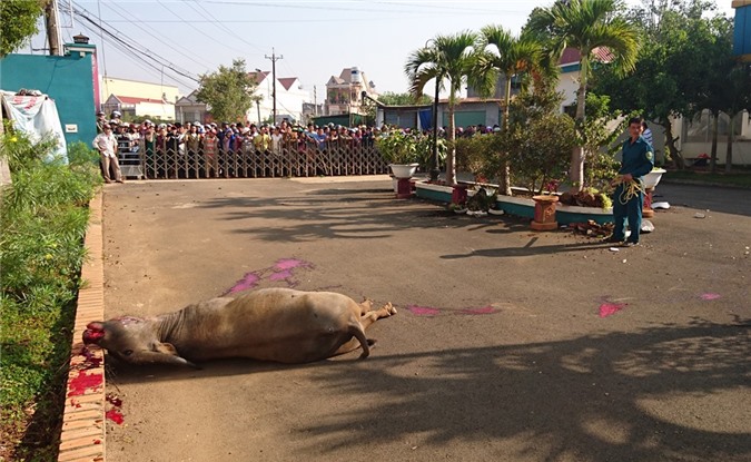 Nổ súng bắn hạ trâu điên húc 3 người bị thương