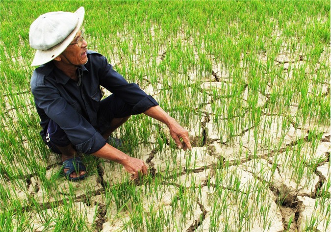 Hỗ trợ 523,7 tỷ cho 34 địa phương khắc phục hạn hán, xâm nhập mặn