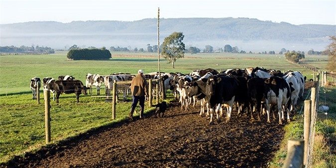 Nông sản Úc sẽ lần đầu tiên vượt 60 tỷ đô trong năm tới