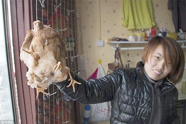 Gà 4 chân "siêu dị" ở Trung Quốc