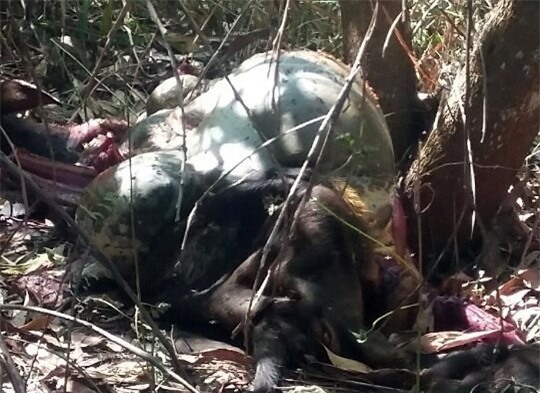 Bắt khẩn cấp hai nghi can bắn hạ bò tót quý hiếm