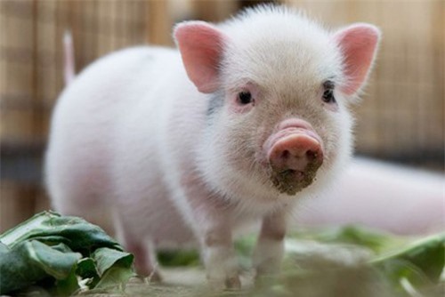 Trung Quốc: Chữa mù lòa bằng cách ghép... mắt lợn