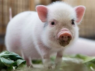 Trung Quốc: Chữa mù lòa bằng cách ghép... mắt lợn