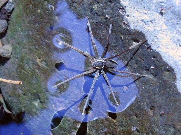 Úc: Phát hiện loài nhện biết bơi và thích ăn cá