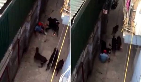 Vụ chó 'Tây' cắn chủ: Lỗi do chủ nhân?