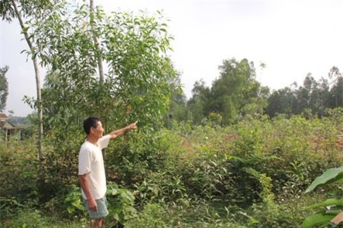 Gần trăm hộ dân lo lắng khi đất lâm nghiệp bị thu hồi đột ngột   