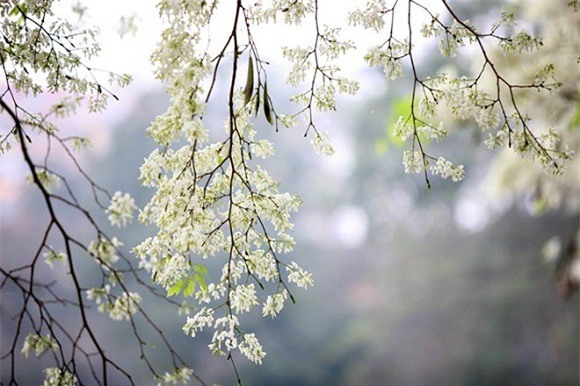 Dự báo thời tiết 16/3: Miền Bắc mưa phùn, thấp nhất 16oC