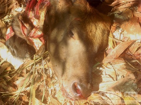 Nghi can thứ 3 giết hại bò tót đã ra đầu thú