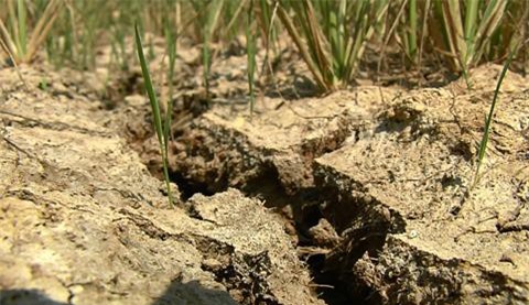 Một nhà băng hỗ trợ 23 tỷ đồng khắc phục hạn hán, ngập mặn