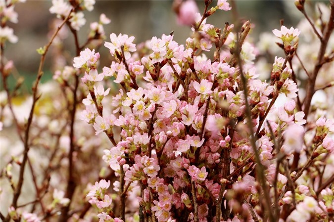 Ngỡ ngàng vẻ đẹp hoa anh đào Nhật giữa lòng Hà Nội