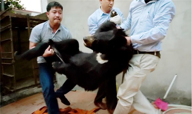 Tịch thu một cá thể gấu ngựa nuôi nhốt trái phép tại Sơn La