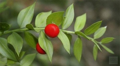 Kỳ lạ: Loài cây ra quả từ... lá