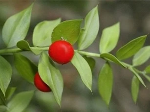 Kỳ lạ: Loài cây ra quả từ... lá