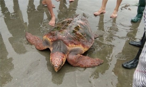 Từ chối 300 triệu đồng, ngư dân thả rùa vàng quý hiếm về biển