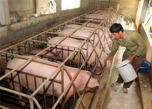 Hơn 37,6 tỷ đầu tư dự án Cạnh tranh ngành chăn nuôi và an toàn thực phẩm