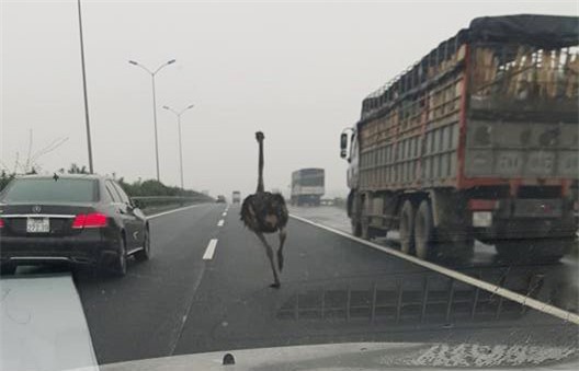 Đà điểu xổng chuồng chạy rông trên cao tốc Cầu Giẽ - Ninh Bình