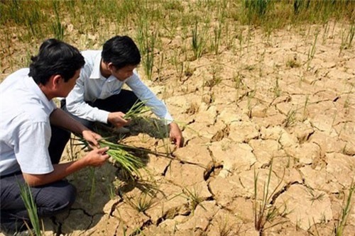 Hạn hán và xâm nhập mặn đã hủy hoại 60.000 ha lúa, hoa màu