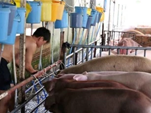 Kinh hoàng: Hàng trăm con lợn bị tiêm thuốc an thần