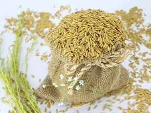 Giá lúa gạo trong nước tăng mạnh do hạn hán, xâm nhập mặn