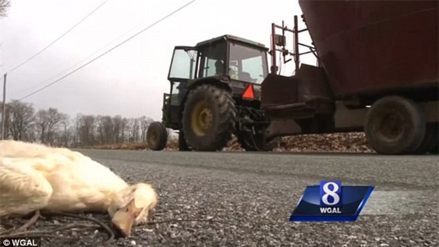 Mỹ: Sửng sốt phát hiện vịt đực chết hàng loạt