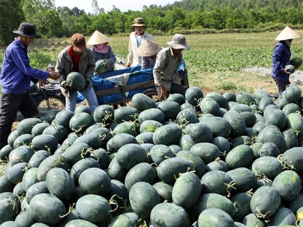 Giá dưa hấu bất ngờ tăng mạnh