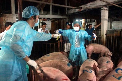 Hà Nội sẽ 'bêu tên' các cơ sở buôn bán, sử dụng chất cấm trong chăn nuôi