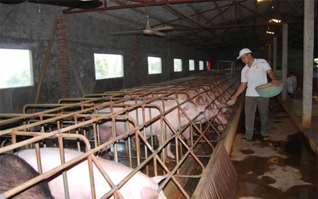 Đại gia ngành thép tiếp tục 'đổ tiền' vào thức ăn chăn nuôi