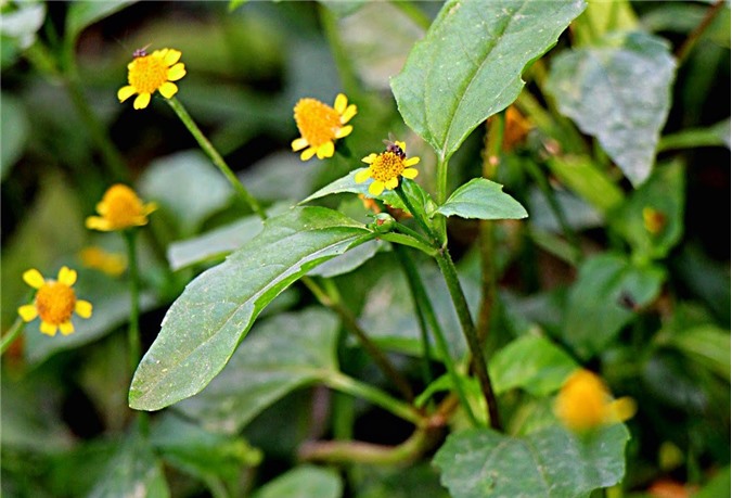 Trị đau răng bằng thảo dược trong vườn