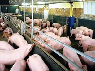 Phát hiện 200 con heo sắp xuất chuồng dương tính với chất cấm