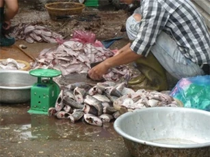 Kinh hoàng: Bún cá "không thể bẩn hơn"